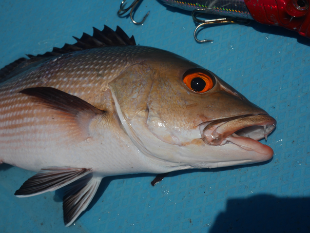 White snapper igéző szemei